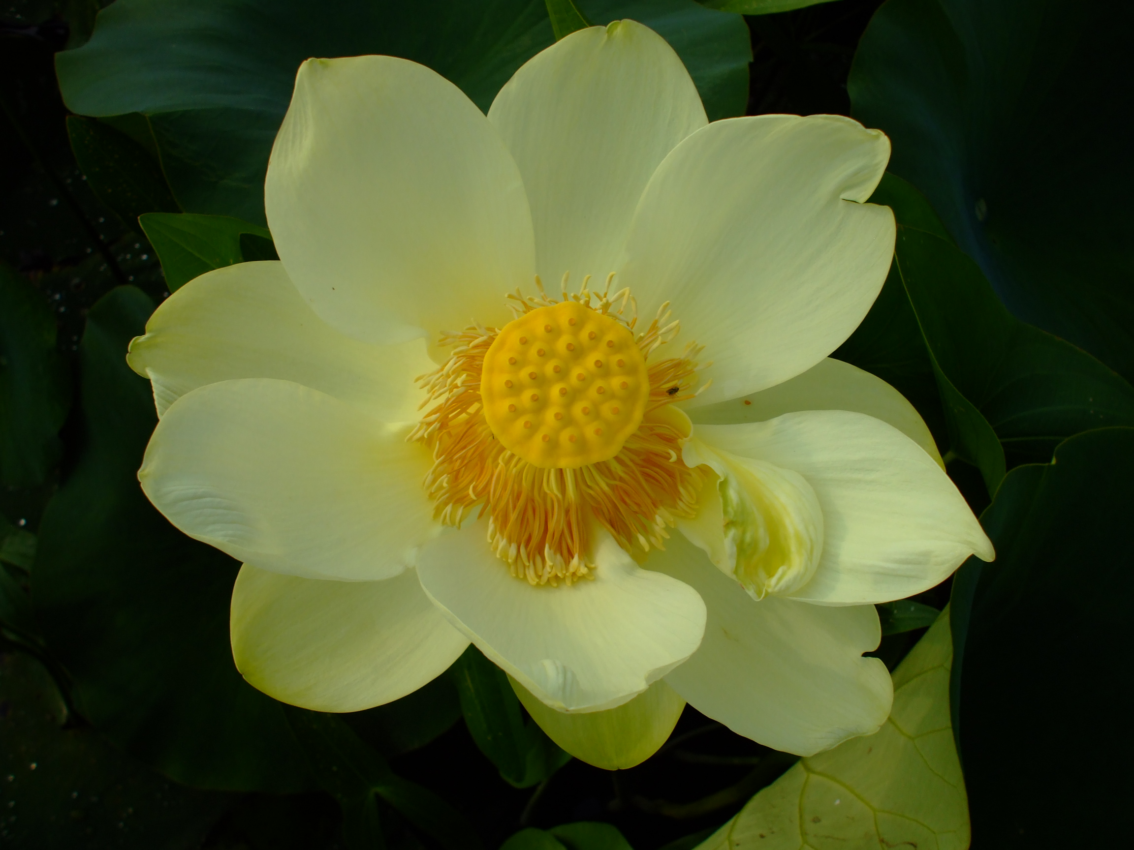 Nelumbo lutea
